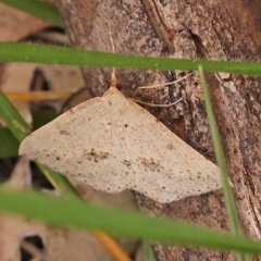 Taxeotis stereospila (Oval-spot Taxeotis (Oenochrominae)) at Blue Gum Point to Attunga Bay - 3 Nov 2023 by ConBoekel