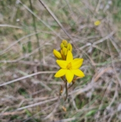 Bulbine bulbosa (Golden Lily, Bulbine Lily) at QPRC LGA - 8 Nov 2023 by clarehoneydove