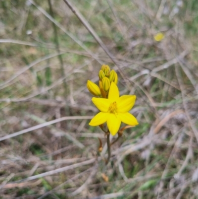 Bulbine bulbosa (Golden Lily) at QPRC LGA - 8 Nov 2023 by clarehoneydove