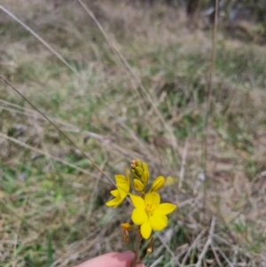 Bulbine bulbosa at QPRC LGA - suppressed