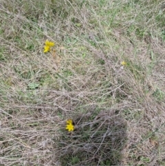 Bulbine bulbosa at QPRC LGA - suppressed