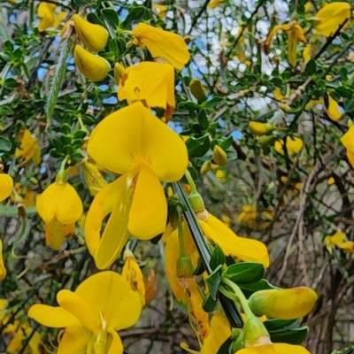 Cytisus scoparius subsp. scoparius (Scotch Broom, Broom, English Broom) at Cotter River, ACT - 8 Nov 2023 by Steve818