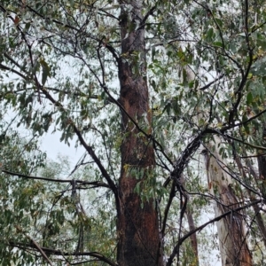 Eucalyptus radiata subsp. robertsonii at Namadgi National Park - 9 Nov 2023