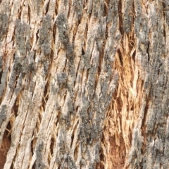 Eucalyptus radiata subsp. robertsonii at Namadgi National Park - 9 Nov 2023