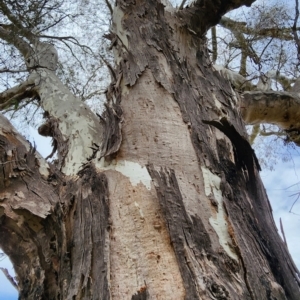 Eucalyptus dalrympleana subsp. dalrympleana at Namadgi National Park - 8 Nov 2023