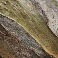 Eucalyptus stellulata at Namadgi National Park - 8 Nov 2023