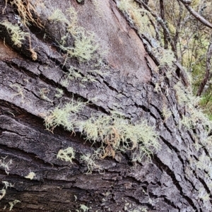 Eucalyptus stellulata at Namadgi National Park - 8 Nov 2023 11:10 AM