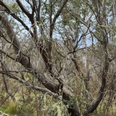 Eucalyptus stellulata at Namadgi National Park - 8 Nov 2023 11:10 AM