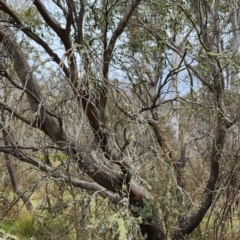 Eucalyptus stellulata at Namadgi National Park - 8 Nov 2023