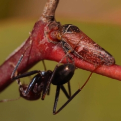 Katipo signoreti (Leafhopper) at Lake Burley Griffin West - 3 Nov 2023 by ConBoekel