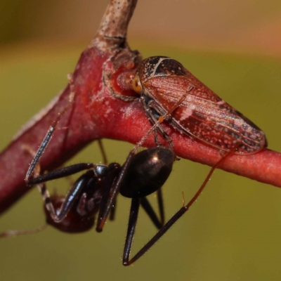 Katipo signoreti (Leafhopper) at Lake Burley Griffin West - 3 Nov 2023 by ConBoekel