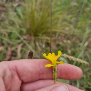 Goodenia pinnatifida at QPRC LGA - 8 Nov 2023