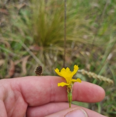 Goodenia pinnatifida (Scrambled Eggs) at Bungendore, NSW - 8 Nov 2023 by clarehoneydove