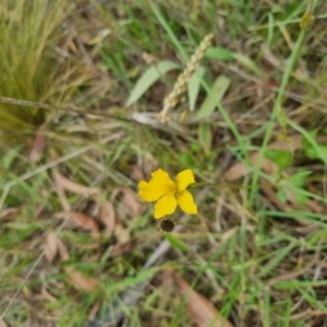 Goodenia pinnatifida at QPRC LGA - 8 Nov 2023