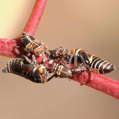 Eurymeloides pulchra (Gumtree hopper) at Yarralumla, ACT - 3 Nov 2023 by ConBoekel