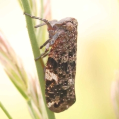 Platybrachys sp. (genus) (A gum hopper) at Blue Gum Point to Attunga Bay - 3 Nov 2023 by [_]