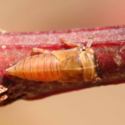 Eurymelinae (subfamily) (Unidentified eurymeline leafhopper) at Blue Gum Point to Attunga Bay - 3 Nov 2023 by ConBoekel
