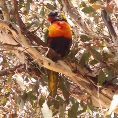 Trichoglossus moluccanus (Rainbow Lorikeet) at Lake Burley Griffin West - 3 Nov 2023 by ConBoekel