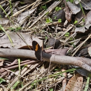 Tisiphone abeona at Murramarang National Park - 6 Nov 2023 11:28 AM