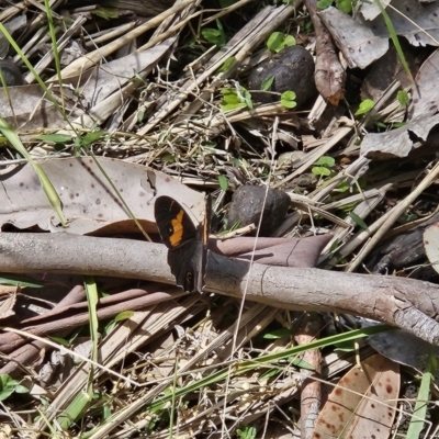 Unidentified Nymph (Nymphalidae) at South Durras, NSW - 6 Nov 2023 by BethanyDunne