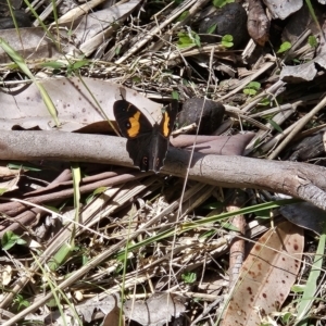 Tisiphone abeona at Murramarang National Park - 6 Nov 2023 11:28 AM