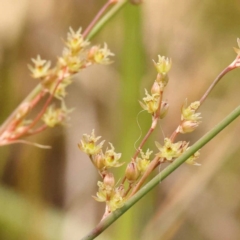 Juncus subsecundus (Finger Rush) at Lake Burley Griffin West - 3 Nov 2023 by ConBoekel