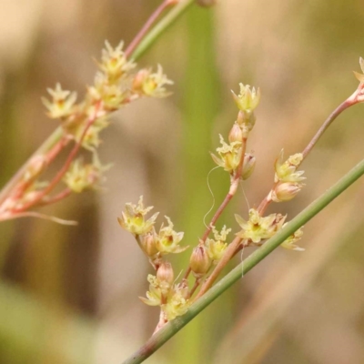 Juncus subsecundus (Finger Rush) at Yarralumla, ACT - 3 Nov 2023 by ConBoekel