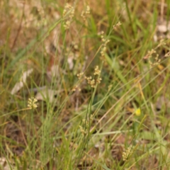 Juncus subsecundus at Lake Burley Griffin West - 3 Nov 2023