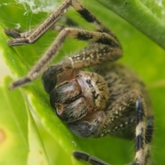 Neosparassus calligaster at Chapman, ACT - 30 Oct 2023