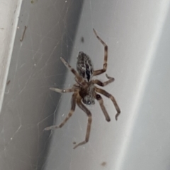 Badumna (genus) (Lattice-web spider) at Aranda, ACT - 8 Nov 2023 by Jubeyjubes