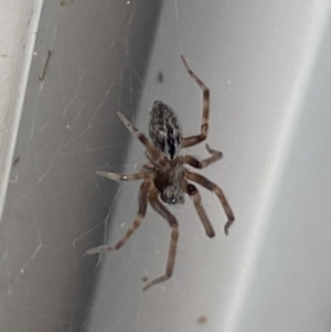 Badumna sp. (genus) at Aranda, ACT - 8 Nov 2023 08:25 AM