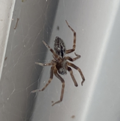 Badumna (genus) (Lattice-web spider) at Aranda, ACT - 8 Nov 2023 by Jubeyjubes