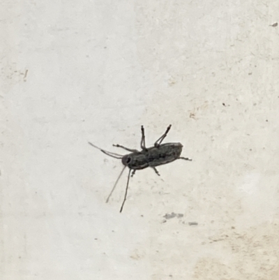 Unidentified Insect at Aranda, ACT - 7 Nov 2023 by Jubeyjubes