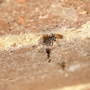 Badumna sp. (genus) at Aranda, ACT - 8 Nov 2023 08:23 AM