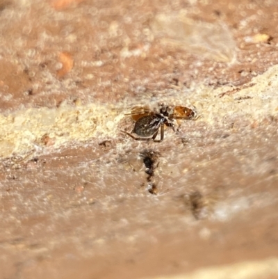 Badumna (genus) (Lattice-web spider) at Aranda, ACT - 8 Nov 2023 by Jubeyjubes