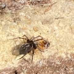 Badumna sp. (genus) at Aranda, ACT - 8 Nov 2023