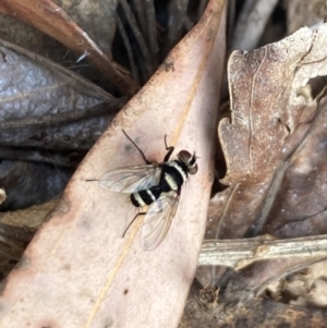 Trigonospila sp. (genus) at Aranda, ACT - 8 Nov 2023