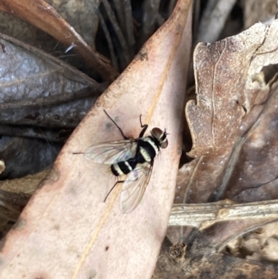 Trigonospila sp. (genus) (A Bristle Fly) at Aranda, ACT - 7 Nov 2023 by Jubeyjubes