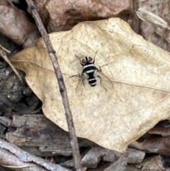 Trigonospila sp. (genus) at Aranda, ACT - 8 Nov 2023