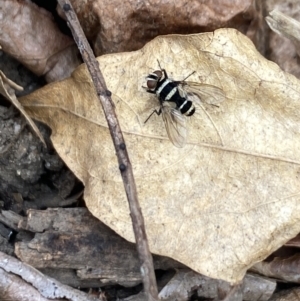 Trigonospila sp. (genus) at Aranda, ACT - 8 Nov 2023