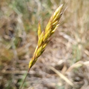 Bromus hordeaceus at Nicholls, ACT - 6 Nov 2023 11:22 AM