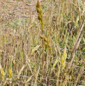 Bromus hordeaceus at Nicholls, ACT - 6 Nov 2023 11:22 AM