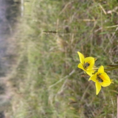 Diuris amabilis (Large Golden Moth) at Tallaganda National Park - 6 Nov 2023 by zramshaw