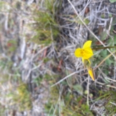 Diuris amabilis at Tallaganda National Park - suppressed