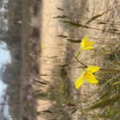 Diuris amabilis at Tallaganda National Park - suppressed