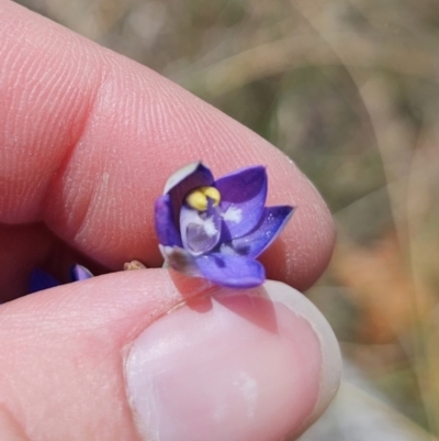 Thelymitra peniculata (Blue Star Sun-orchid) at Captains Flat, NSW - 8 Nov 2023 by Csteele4