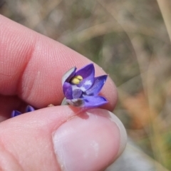 Thelymitra peniculata at QPRC LGA - suppressed