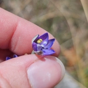 Thelymitra peniculata at QPRC LGA - 8 Nov 2023