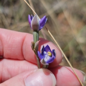 Thelymitra peniculata at QPRC LGA - suppressed