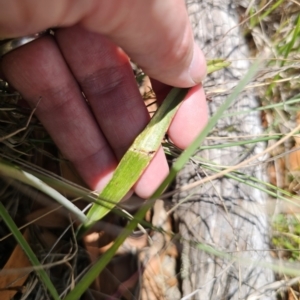 Thelymitra peniculata at QPRC LGA - suppressed